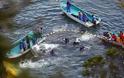 Αποτροπιασμός και φρίκη για τη μαζική σφαγή δελφινιών στην Ιαπωνία