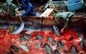 Ιαπωνία: ξεκίνησε η σφαγή των δελφινιών στο Ταϊτζί - Φωτογραφία 1