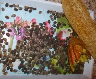 Αυτό είναι το φυτικό σφουγγάρι ή Φυσική λούφα (σπόγγος) - Φωτογραφία 5