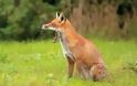 Το Τμήμα Κτηνιατρικής της Περιφερειακής Ενότητας Θεσσαλονίκης για την εμφάνιση κρουσμάτων λύσσας σε κόκκινες αλεπούδες