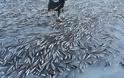 Χιλιάδες ψάρια πάγωσαν στο νερό στη Νορβηγία - Φωτογραφία 1