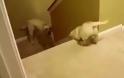 Πως μαθαίνουν οι γάτες και οι σκύλοι στα μικρά τους να κατεβαίνουν τις σκάλες [Video]
