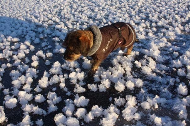 Εντυπωσιακό φαινόμενο: Λουλούδια από πάγο [photos] - Φωτογραφία 3