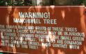Το πιο δηλητηριώδες δέντρο στον κόσμο! - Φωτογραφία 5