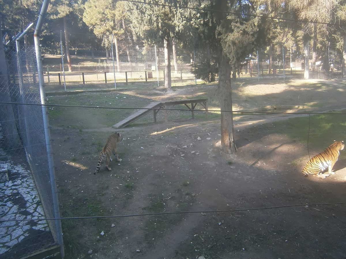 «Σέρνονται» ο «Φοίβος» και η «Αθηνά» στα Τρίκαλα [video] - Φωτογραφία 3