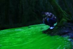 Το ποτάμι έγινε πράσινο και …φωσφορίζει!