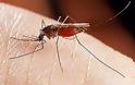 Αντιμετώπιση των ενδοοικιακών εστιών κουνουπιών