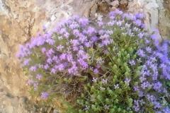 Θυμάρι το θαυματουργό: Από το άφθονο φαρμακείο της φύσης