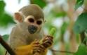 Οι πίθηκοι μπορούν να αναγνωρίσουν γραπτές λέξεις