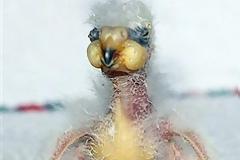 Ο Νelson διεκδικεί τον τίτλο του πιο άσχημου πτηνού