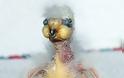 Ο Νelson διεκδικεί τον τίτλο του πιο άσχημου πτηνού - Φωτογραφία 4