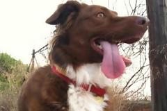 Χάθηκε σκυλάκι στα Καλύβια Θορικού