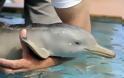 Έχετε δει ποτέ μωρό δελφίνι ??? [Pics] - Φωτογραφία 5