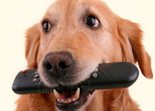 Το πρώτο τηλεοπτικό κανάλι για σκύλους! - Φωτογραφία 1