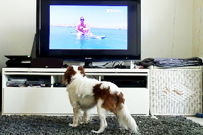 Το πρώτο τηλεοπτικό κανάλι για σκύλους! - Φωτογραφία 2
