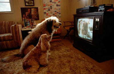Το πρώτο τηλεοπτικό κανάλι για σκύλους! - Φωτογραφία 4