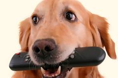 Το πρώτο τηλεοπτικό κανάλι για σκύλους!