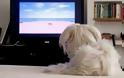 Το πρώτο τηλεοπτικό κανάλι για σκύλους! - Φωτογραφία 3