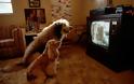 Το πρώτο τηλεοπτικό κανάλι για σκύλους! - Φωτογραφία 4