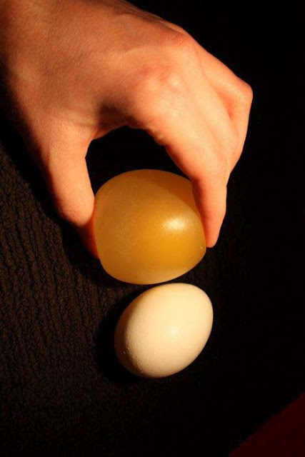 Ενδιαφέρον πείραμα: Αβγό μέσα σε ξύδι - Φωτογραφία 10