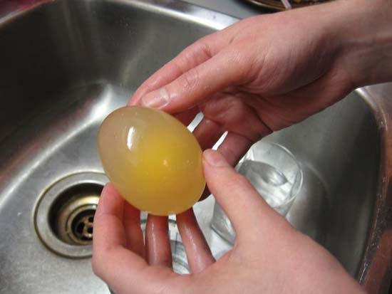 Ενδιαφέρον πείραμα: Αβγό μέσα σε ξύδι - Φωτογραφία 5