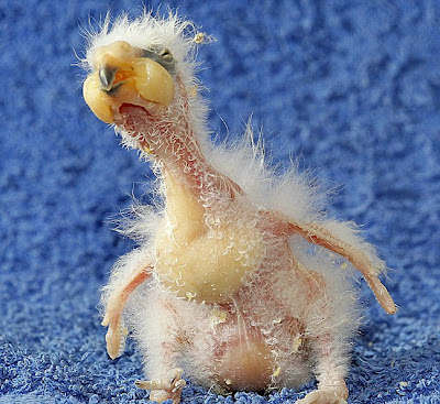Ο Νelson διεκδικεί τον τίτλο του πιο άσχημου πτηνού - Φωτογραφία 3