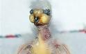 Ο Νelson διεκδικεί τον τίτλο του πιο άσχημου πτηνού - Φωτογραφία 1