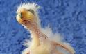 Ο Νelson διεκδικεί τον τίτλο του πιο άσχημου πτηνού - Φωτογραφία 3