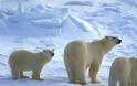 Μυστηριώδης ιός πλήττει πολικές αρκούδες, φώκιες
