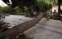 Άγιος Κοσμάς: Έπεσε δέντρο και την τραυμάτισε