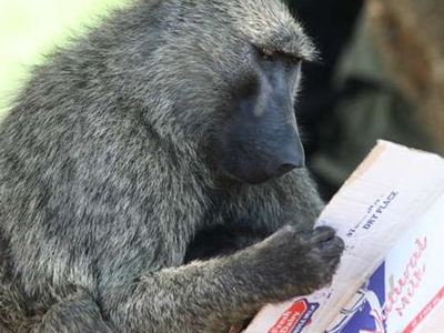 Μπορούν οι πίθηκοι να διαβάζουν; - Φωτογραφία 1