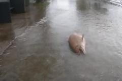 ΣΟΚ: Δελφίνια… εκσφενδονίστηκαν μέσα στο δρόμο από τους ανέμους και το κύμα στην Δωρίδα!