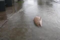 Τσουνάμι στη Φωκίδα - Δελφίνια ξεβράστηκαν στη στεριά! ΦΩΤΟ