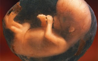 Τα έμβρυα πιθανόν να αναγνωριστούν ως... άνθρωποι - Φωτογραφία 1