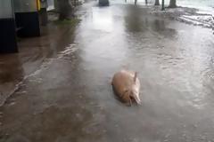 Ξεβράστηκαν ακόμα και δελφίνια στη Δωρίδα!