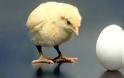 Επιτέλους λύθηκε το αιώνιο ερώτημα της κότας και του αυγού - Κότα γέννησε κοτόπουλο χωρίς αβγό στην Σρι Λάνκα!