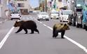 Νεκρές δύο γυναίκες στην Ιαπωνία από επίθεση αρκούδων