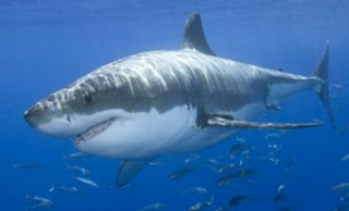 Νεκρός λουόμενος από επίθεση καρχαρία στη Ν. Αφρική - Φωτογραφία 1