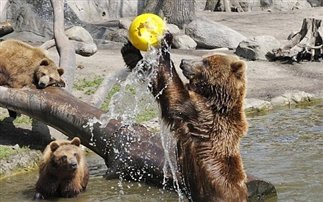 Αρκούδες με ταλέντο στο… βόλεϊ - Φωτογραφία 1