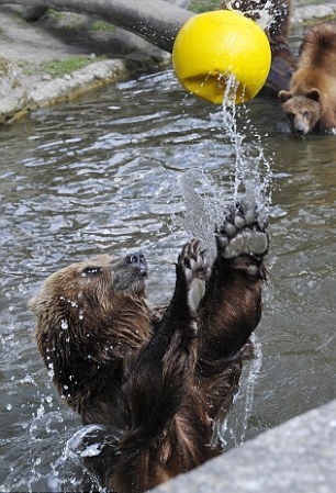 Αρκούδες με ταλέντο στο… βόλεϊ - Φωτογραφία 4