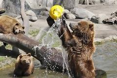 Αρκούδες με ταλέντο στο… βόλεϊ