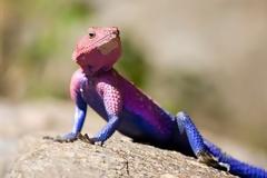 ΔΕΙΤΕ: Ο Σπάιντερ Μαν είναι... σαύρα!