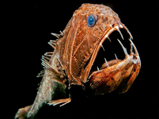 Τα τρομακτικά «ψάρια της αβύσσου»! - Φωτογραφία 1
