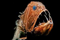 Τα τρομακτικά «ψάρια της αβύσσου»!