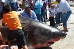 Έπιασαν καρχαρία-γίγαντα