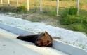 Νέο ατύχημα στην Εγνατία κοντά στα Γρεβενά. Δεύτερη αρκούδα νεκρή