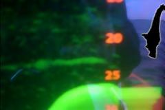 Είναι τελικά αυτό το τέρας του Λοχ Νες; (pics)