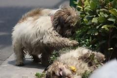 ΣΥΓΚΛΟΝΙΣΤΙΚΕΣ ΦΩΤΟ: Αρνήθηκε να εγκαταλείψει τη φίλη του