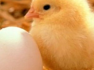 Πόσα αυγά μπορεί να κάνει μία κότα μέσα σε έναν χρόνο; - Φωτογραφία 1