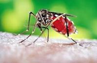 Ο κίνδυνος επανεμφάνισης και μετάδοσης της ελονοσίας, είναι υπαρκτός. Πώς αντιμετωπίζεται; - Φωτογραφία 1